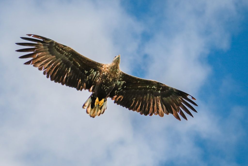 Seeadler Safari auf den Lofoten