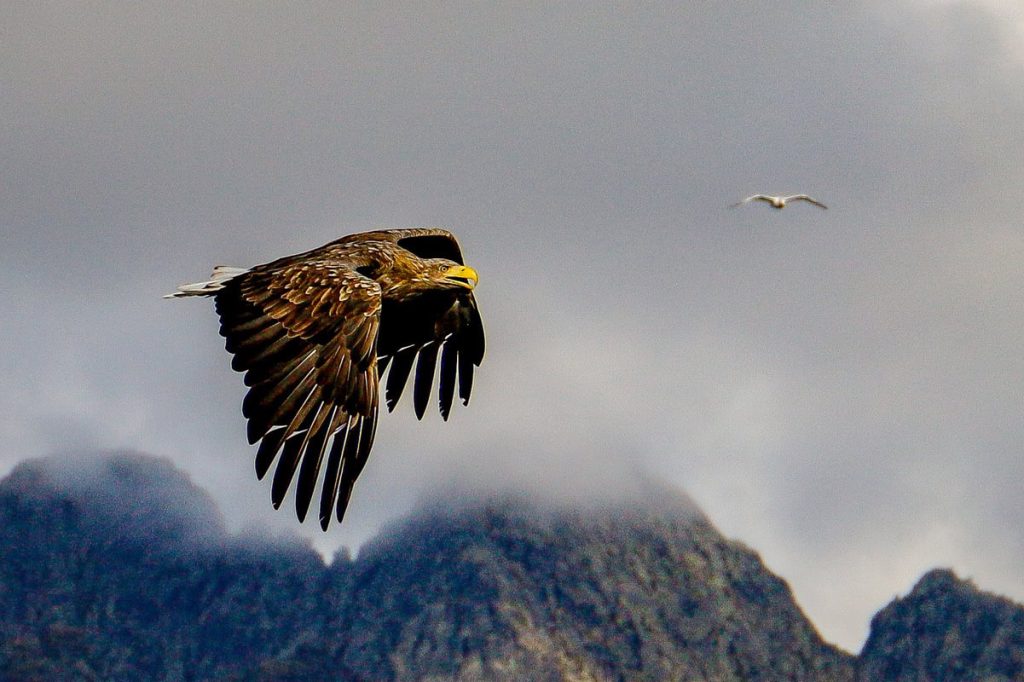 Seeadler Safari auf den Lofoten