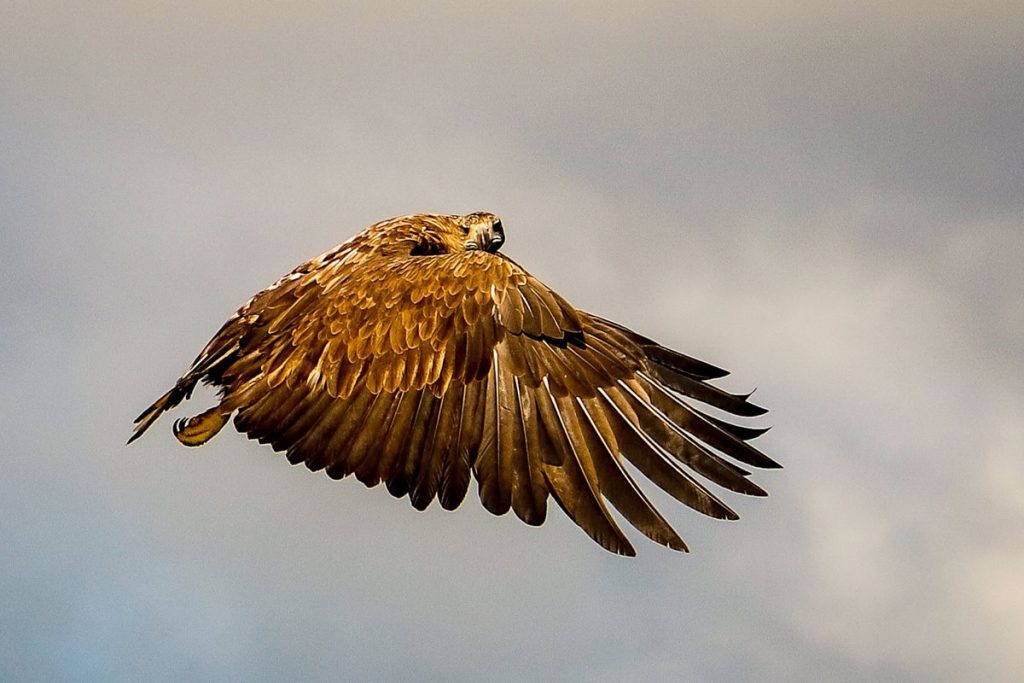 Seeadler Safari auf den Lofoten